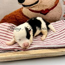 AKC mismark Ferguson - Black and tan male Pembroke Welsh Corgi puppy in Casper, Wyoming from Flying Note Shorties