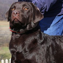 Labrador Retriever All Grown Up from Larke Lab Kennels