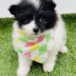 Lila - Black parti female Pomeranian puppy in Douglas, Georgia from Heartland small breeds