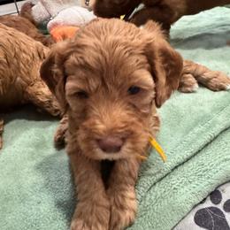Bo Peep - Red  female Goldendoodle puppy in Moreno Valley, California from Rainbow SoCal Doodles