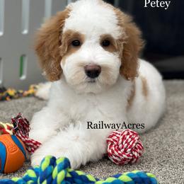 Petey - Parti male Goldendoodle puppy in Milford, Indiana from Railway Acres Kennel