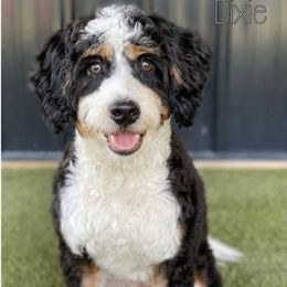 Dixie - Bernedoodle
