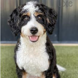 Dixie - Bernedoodle