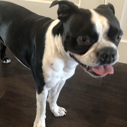 Boston Terriers from Saltese Acres Boston Terriers
