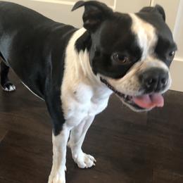 Boston Terriers from Saltese Acres Boston Terriers