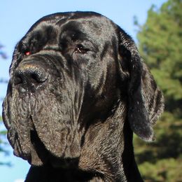 Great Danes from Diamond Danes of Atlanta