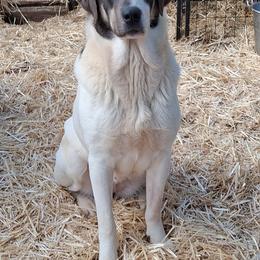Beyaz - White female Anatolian Shepherd Dog puppy in Toledo, Oregon from Green Stains Anatolians