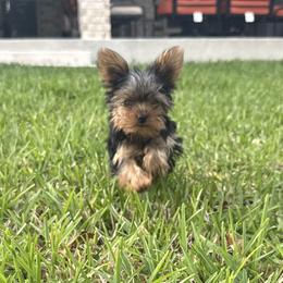 Yorkshire Terrier Puppies from Grand 7 Kennelz