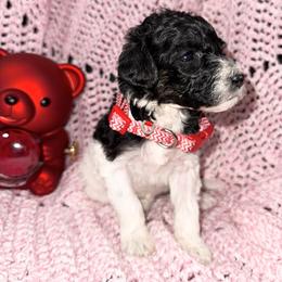 Love - Parti female Poodle puppy in League City, Texas from Chauffeured Poodles