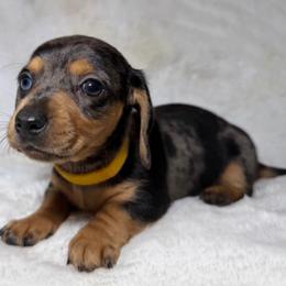 Zoey - Dapple female Dachshund puppy in Goodyear, Arizona from AZ Royal Doxies llc