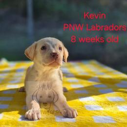 Kevin - Yellow male Labrador Retriever puppy in Rogue River, Oregon from PNW Labradors