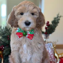Hush puppy- blue collar - Red  male Goldendoodle puppy in Yuciapa, California from AlltheDoodlez_