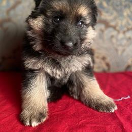 Red collar girl - Black and red female German Shepherd puppy in Coleta, Illinois from Four Leaf Farm- Vom Vierblättriges Bauernhof