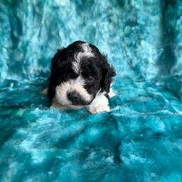Lightening - Black and white male Cavapoo puppy in Knoxville, Tennessee from Rocky Top Cavapoos