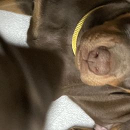Dachshund and Doberman Pinscher Puppies from Cornerstone Dobermans