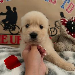 Mike - Golden male Golden Retriever puppy in Duncan, South Carolina from Glimmer Goldens