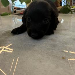 Red collar boy - Black male Dachshund puppy in Apopka, Florida from The HotDog Stand