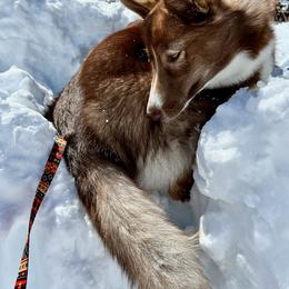Native American Indian Dog Puppies from Corn Moon Kennels: a member of the Native American Indian Dog Preservation Project
