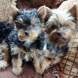 Yorkshire Terriers from Kelly's Fur-ever Friends