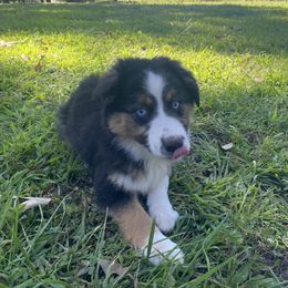 Sirius - Black tri male Miniature American Shepherd puppy in Ruffin, North Carolina from Valkyrie Adventures