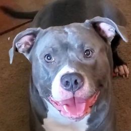 American Bullies from OG BULLIES