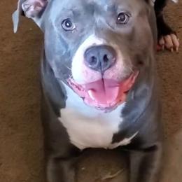American Bullies from OG BULLIES