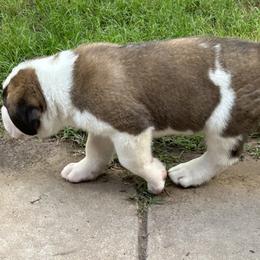 Saint Bernard Puppies from St Peter’s Gate Pups