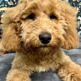 Yellow - Apricot Australian Labradoodle puppy in Jefferson/Salem, Oregon from Freedom Labradoodles