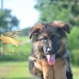 German Shepherd Puppies from Haus Godwin