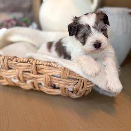 Darby - Parti female Miniature Schnauzer puppy in Calera, Alabama from Tuck’s Farmstead