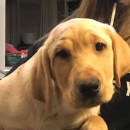 Labrador Retriever Puppies from Sycamore Kennels