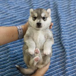 Sparkle - Gray and white female Siberian Husky puppy in North Miami, Florida from Kardrovi Siberians