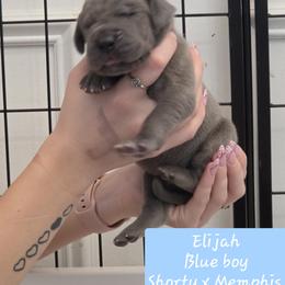 Elijah - Blue male Great Dane puppy in Longview, Texas from Lazy A Danes