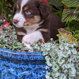 Miniature Australian Shepherd Puppies from Renegade Kennels