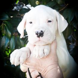 Luca Brasi - White male Dogo Argentino puppy in San Diego, California from Debonair Dogos