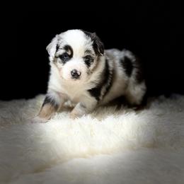 Miniature Australian Shepherd Puppies from Peace Creek Aussies