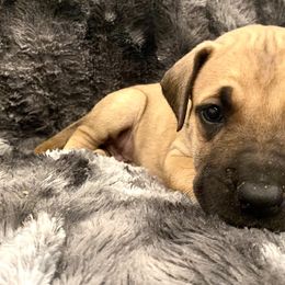 Boy 5 - Great Dane puppy in Dundee, Michigan from Weslow AKC Danes