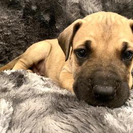 Boy 5 - Great Dane puppy in Dundee, Michigan from Weslow AKC Danes