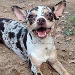 Luna - Chihuahua