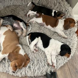 Beagle Puppies from Bluebonnet Kennels