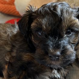 Noah - Fawn sable Havana Silk Dog puppy in Marlboro, Vermont from Maplewood Silks
