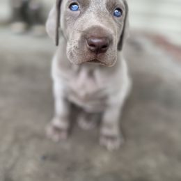 Uno - Silver gray female Weimaraner puppy in Cross, South Carolina from DoodleDandy & Danes
