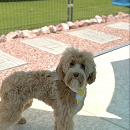 FeFe - Caramel female Australian Labradoodle puppy in Calhoun, Louisiana from Arrowhead Australian Labradoodles