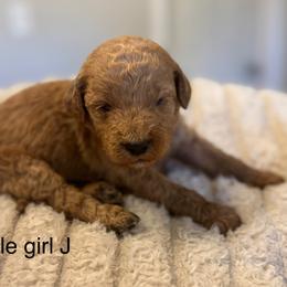 Purple girl - Red  female Goldendoodle puppy in Vian, Oklahoma from Dog Days Doodles