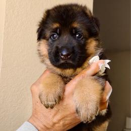 White collar - Black and red female German Shepherd puppy in Stockton, California from Zaragoza German Shepherds