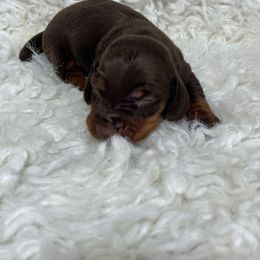 Tex - Chocolate and tan male Dachshund puppy in Council Hill, Oklahoma from Rocky Springs Ranch