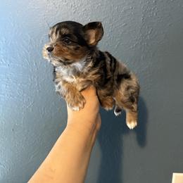 Girl 2 - Chocolate, tan and white female Yorkshire Terrier puppy in Aurora, Colorado from Lovely Yorkies Colorado