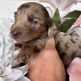 Cookie dough - Dapple female Dachshund puppy in Bentonville, Arkansas from T & D Dachshunds by design