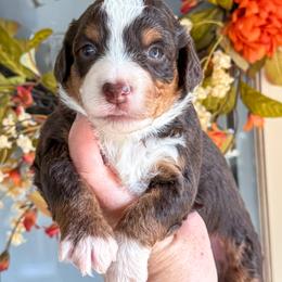 Ruby❤️ - Red tri-color female Aussiedoodle puppy in Granbury, Texas from Triple Cross Doodles