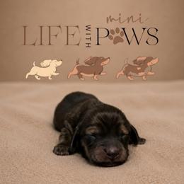 Alani - Cream female Dachshund puppy in Palm Bay, Florida from Life With Mini Paws